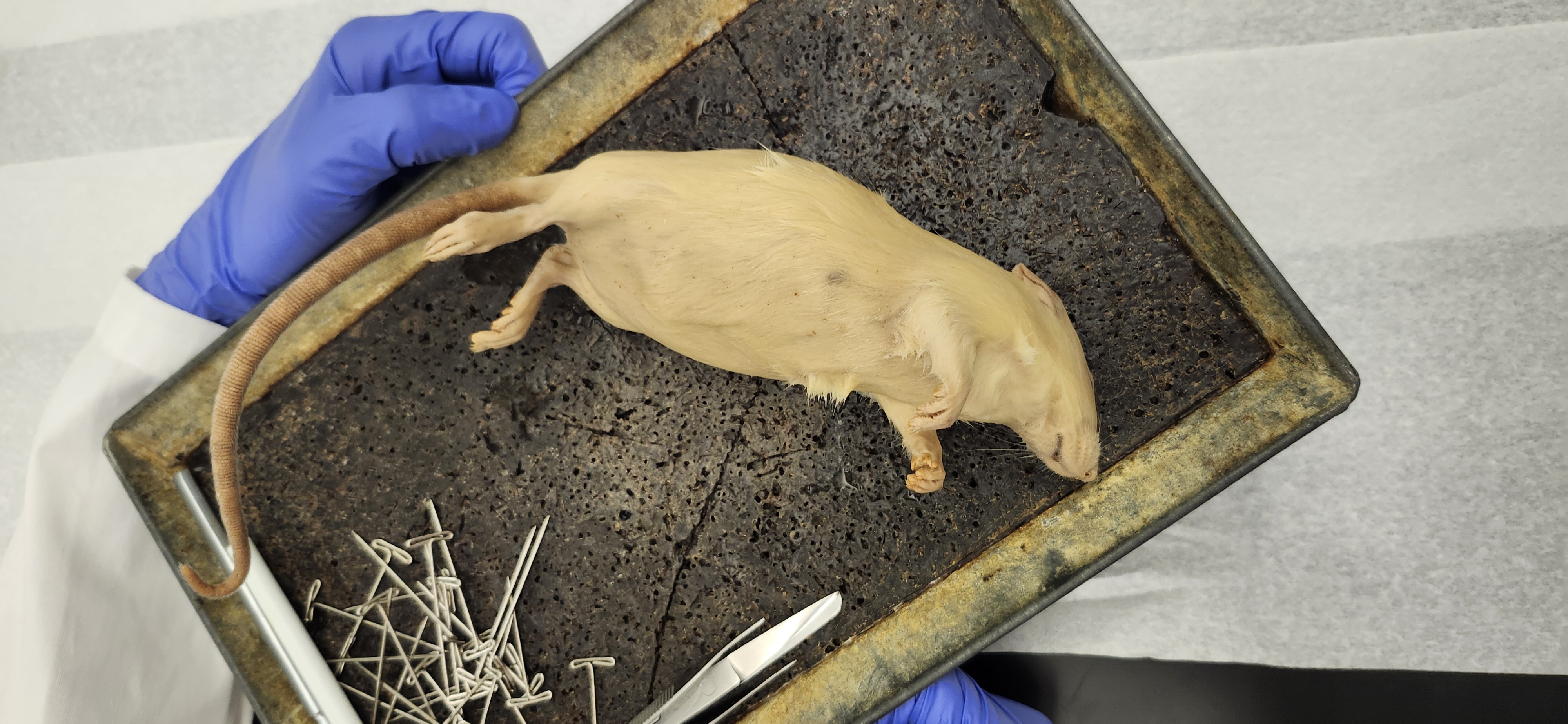 <p>What is the phylum, class, order and common name of the organism?</p>