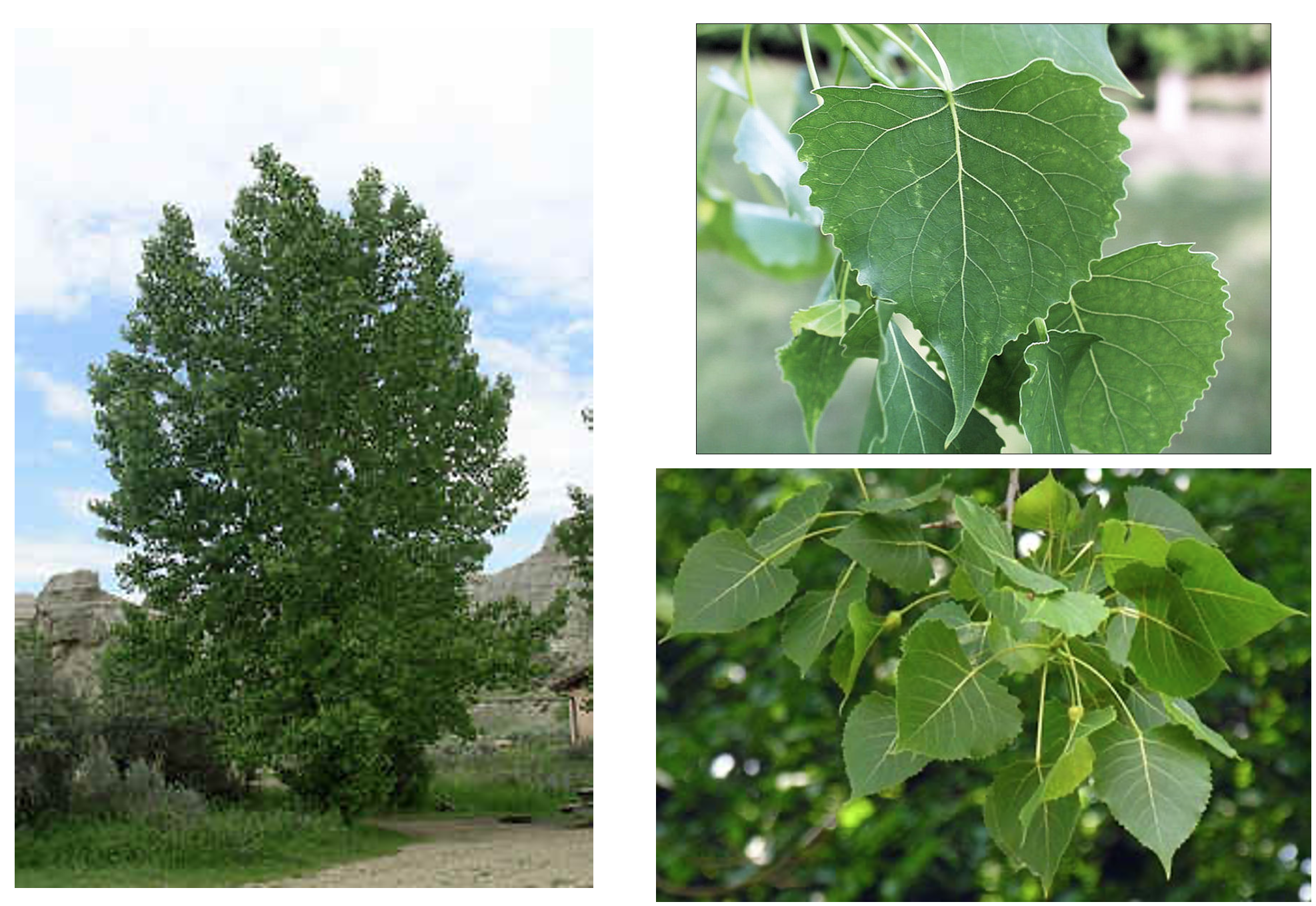 <p>What is this plant?</p>