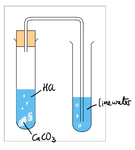 <ul><li><p><span style="font-family: "Trebuchet MS";">the calcium carbonate effervesces</span></p></li><li><p><span style="font-family: "Trebuchet MS";">the limewater goes cloudy</span></p></li></ul><p></p>