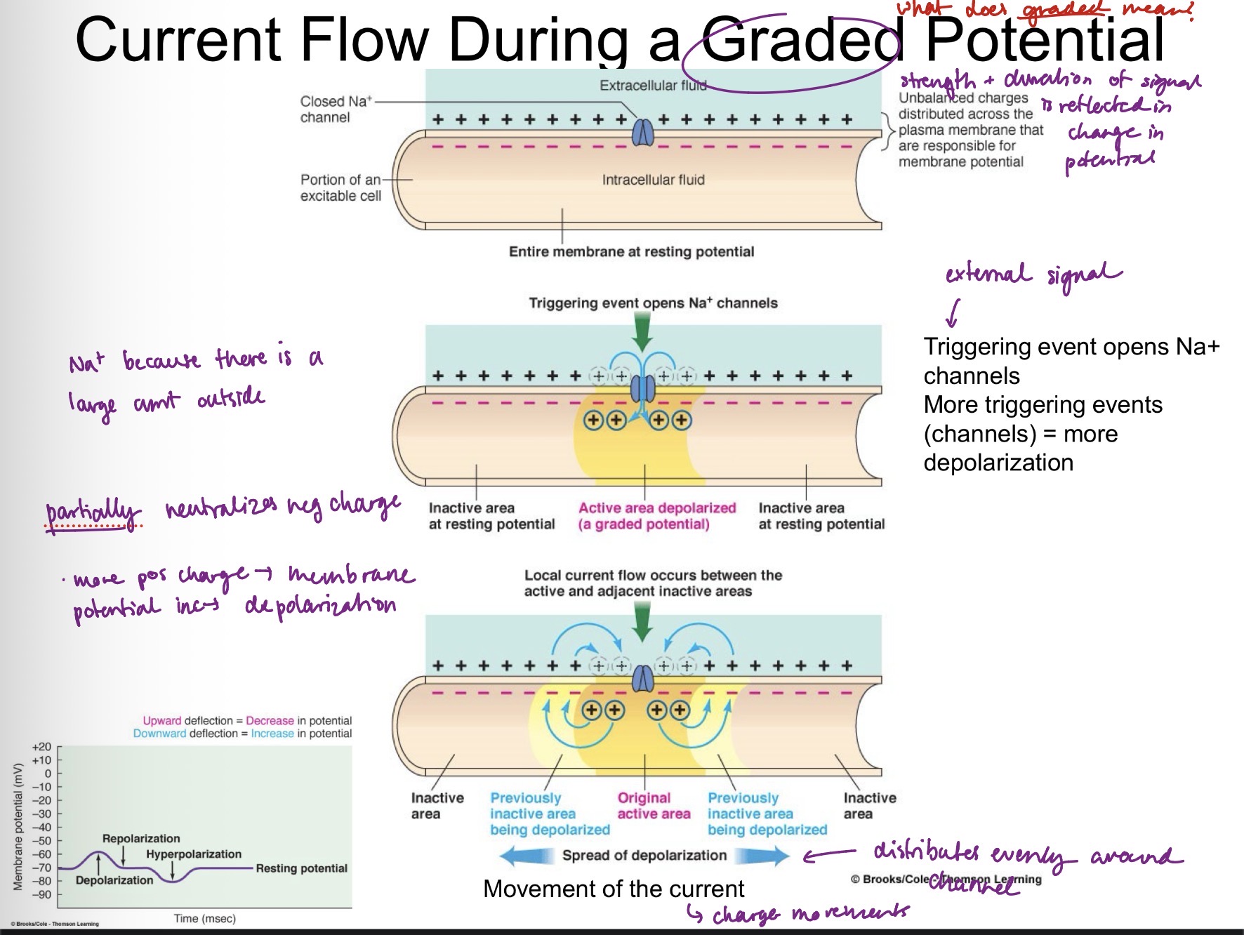 <p>Triggering event opens Na+ channels, Na+ flows <strong><u>intracellularly</u></strong> and partially neutralizes negative charge. Depolarization spreads across membrane, resulting in movement of the current.</p>