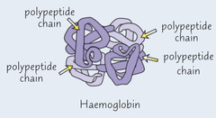 <p>The fourth level of protein structure; the shape resulting from when two or more polypeptide subunits come together to make one functional protein/macromolecule</p>