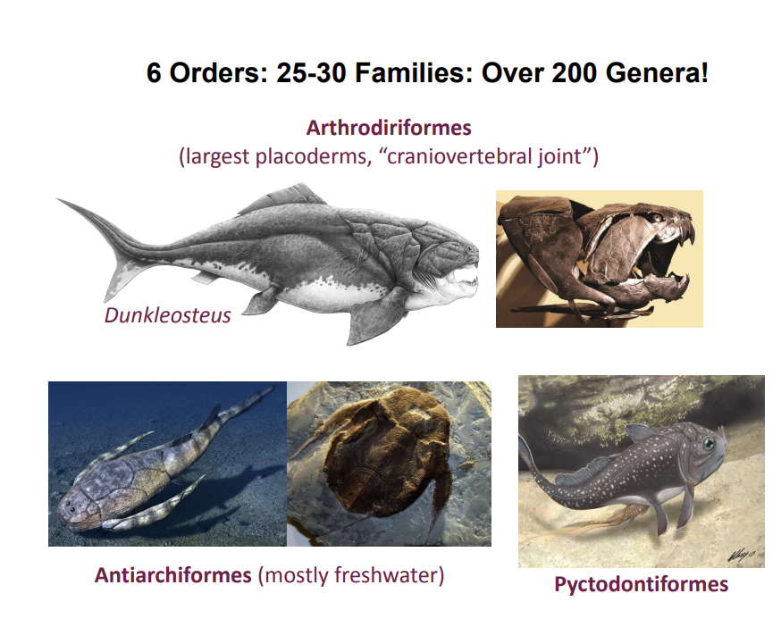 <p>Key physical and anatomical adaptations of Placoderms</p>
