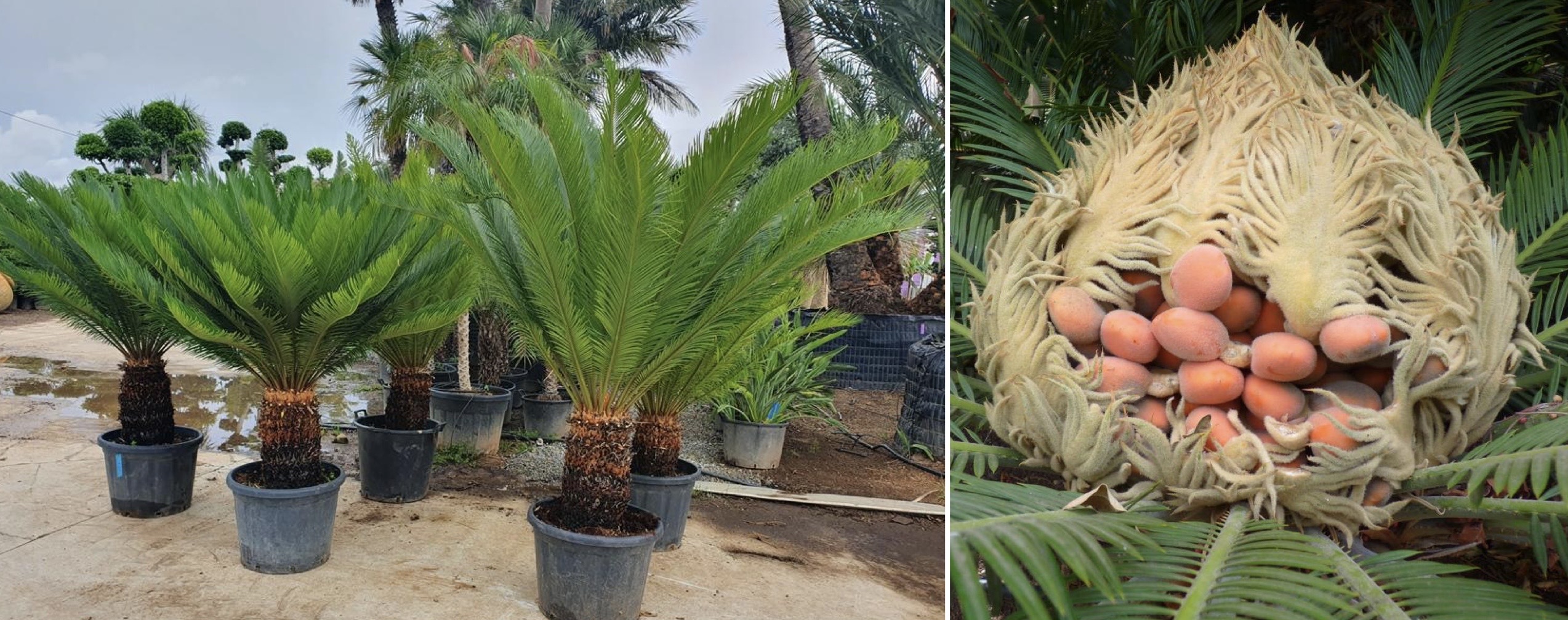 <p>Planta </p>