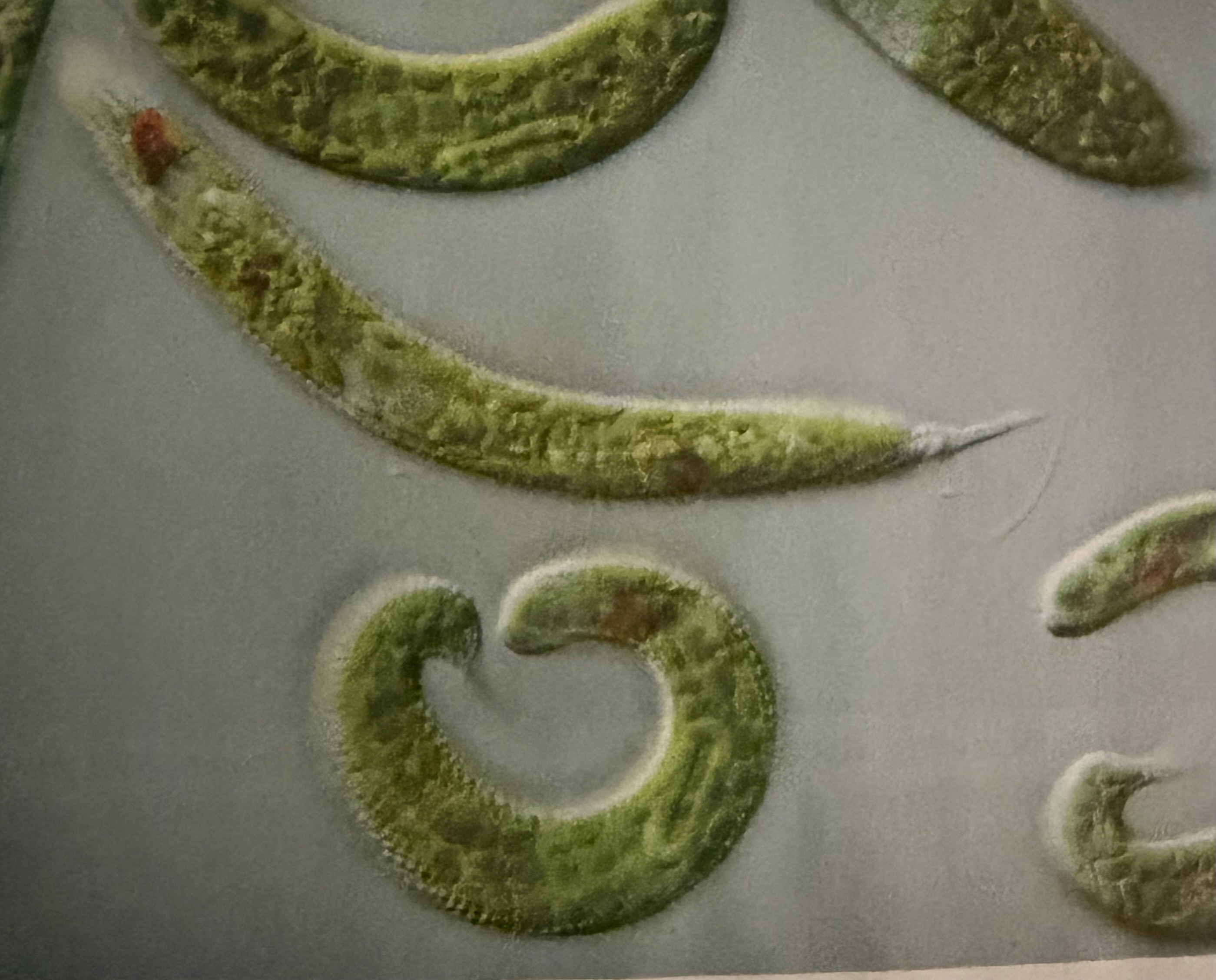 <p>*What protist is this?</p>
