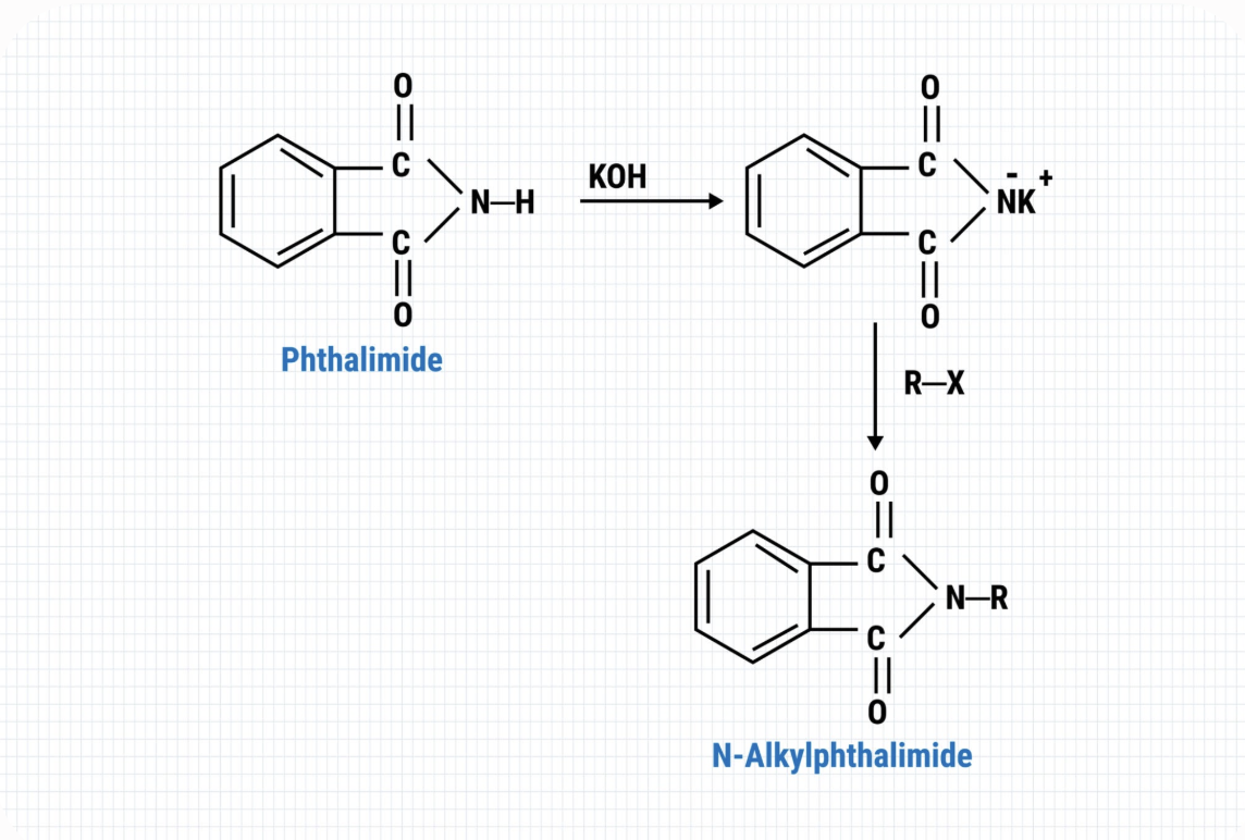 <ul><li><p>A method for synthesizing primary amines from phthalimide. This involves the formation of an N-alkylphthalimide followed by hydrolysis to yield a primary amine. </p></li><li><p><strong>tarting Materials:</strong> <strong>Potassium phthalimide</strong> (the protected "nitrogen shield") and <strong>diethyl bromomalonate</strong> </p></li><li><p>1. <strong>(</strong><span><strong>SN2 </strong></span><strong>Attack):</strong> The nucleophilic phthalimide nitrogen attacks the diethyl bromomalonate, kicking off the bromine leaving group.</p></li><li><p>2. Alkylating the alpha carbon: A base is added to alkylate the alpha carbon. This carbon then attacks an alkyl halide, attaching the specific R-group </p></li><li><p>3. Acid hydrolysis: Strong acid and heat is added. This breaks the phthalimide shield off completely (releasing it as phthalic acid) and converts the ester groups of the malonic ester into carboxylic acids.</p></li><li><p>4. Decarboxylation: The heat causes one of the two carboxylic acid groups on the <span>alpha</span>-carbon to leave as carbon dioxide, leaving you with a single carboxylic acid group and a completed <span>alpha</span>-amino acid.</p></li></ul><p></p>