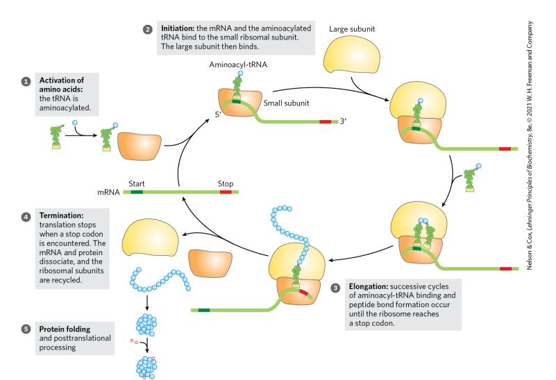 <ol><li><p>activation of amino acids: tRNA is aminoacylated</p></li><li><p>initiation</p></li><li><p>elongation</p></li><li><p>termination</p></li><li><p>protein folding </p></li></ol><p></p>