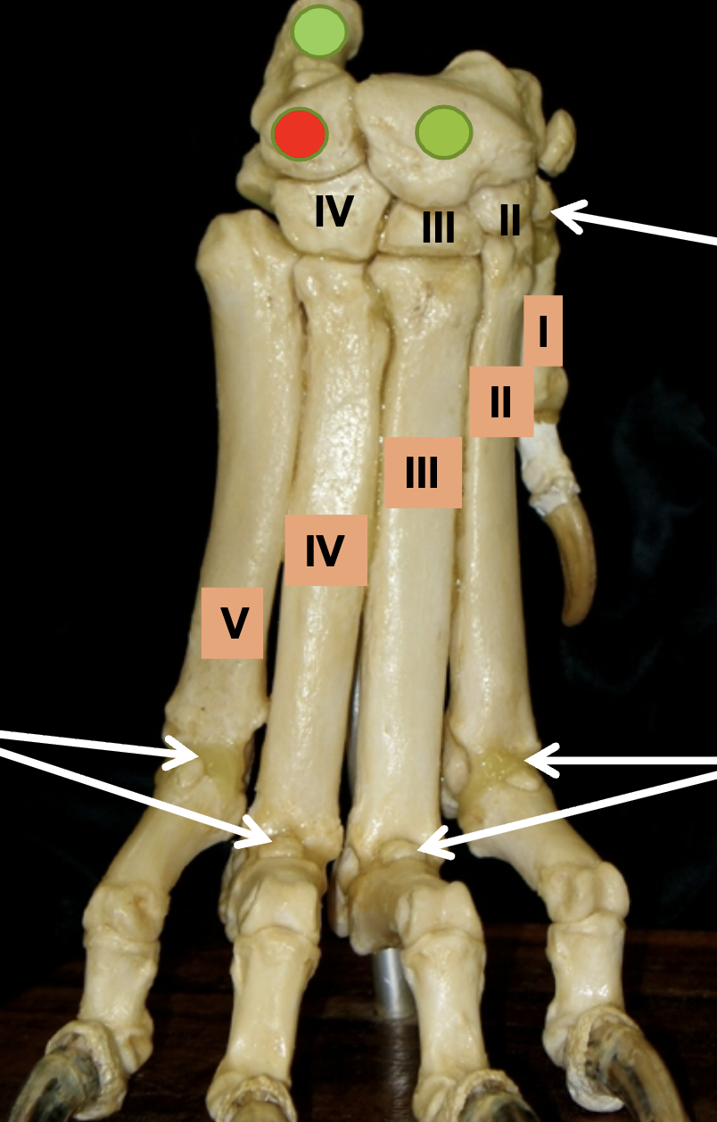 <p>Name the joint of the metacarpals (bottom arrows)</p>