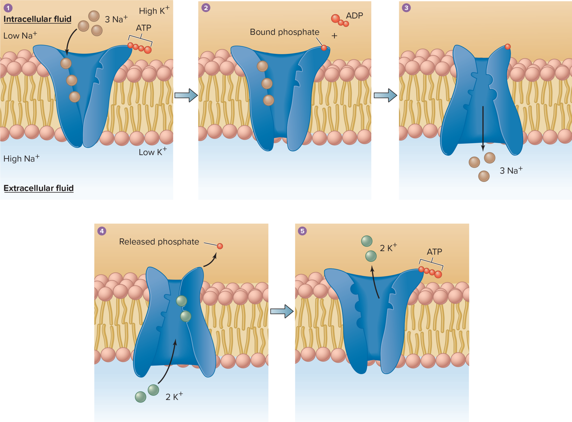 <p><span>Primary active-transport protein that hydrolyzes ATP and releases energy used to transport sodium ions out of cell and potassium ions in</span></p>