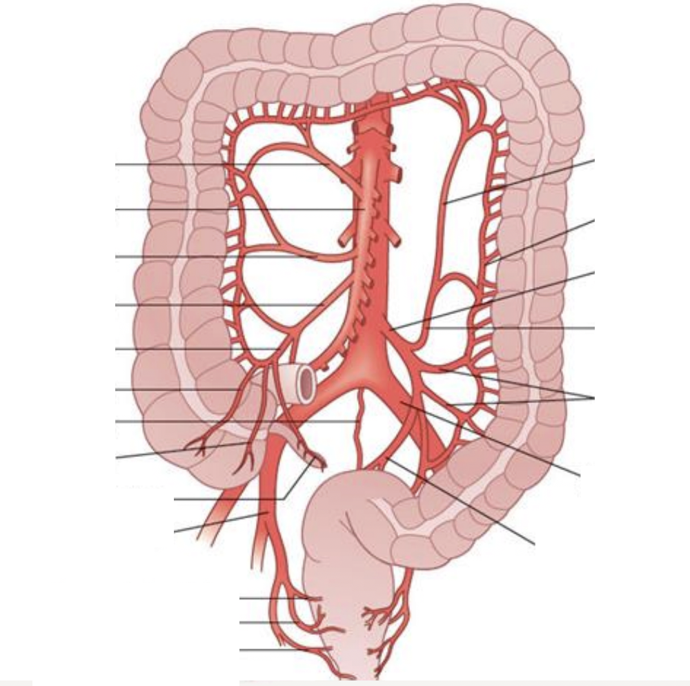 <p>Arteries of the Abdomen (Hindgut)</p>