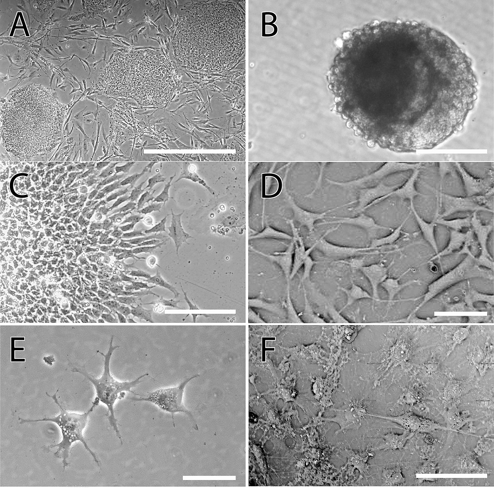 <p><span style="background-color: transparent;"><strong>Bright-Field Microscopy</strong></span></p>