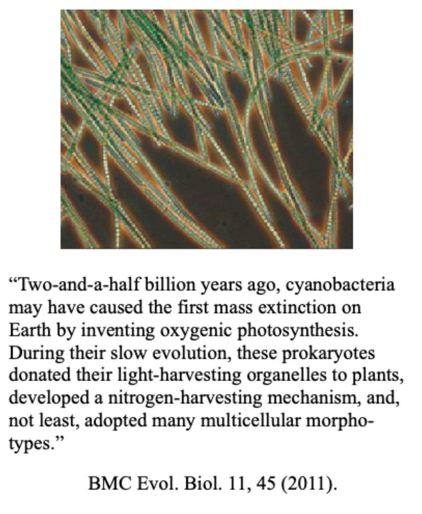 <p>A brief history lesson:</p><p>Once upon a time earth had no oxygen in the atmosphere. The organisms that “invented” oxygenic photosynthesis through nitrogen (N<sub>2</sub>) fixation are known as the <strong>cyanobacteria</strong>.</p>