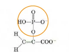 <p>releases some H+ into solution, weak acid</p>