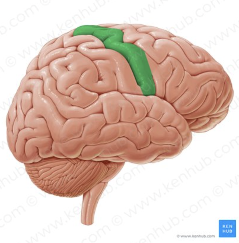 <p>PRIMARY MOTOR CORTEX. GREY or WHITE MATTER?</p>