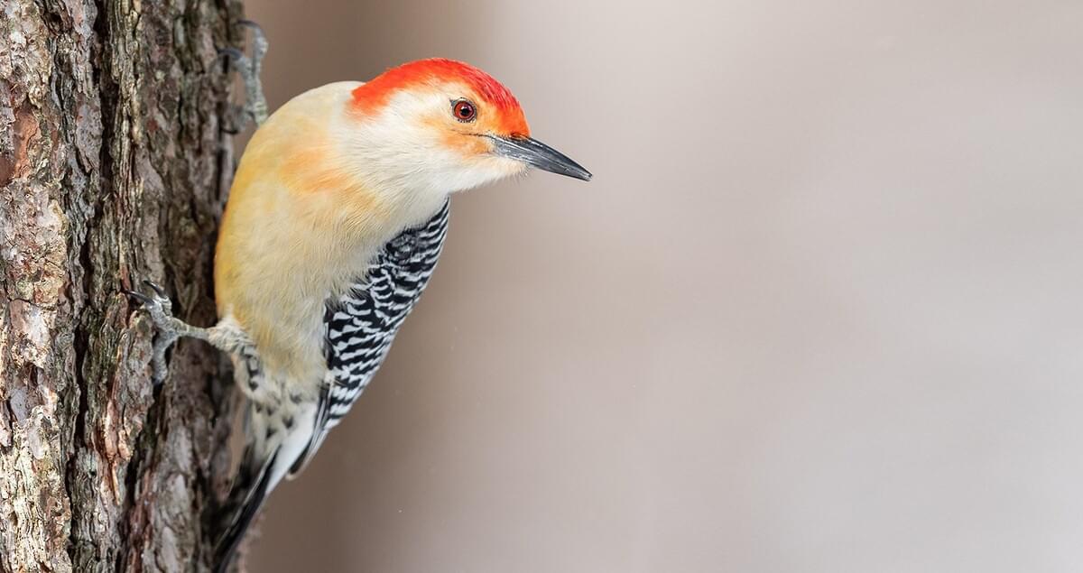 <p>Red-bellied Woodpecker</p>