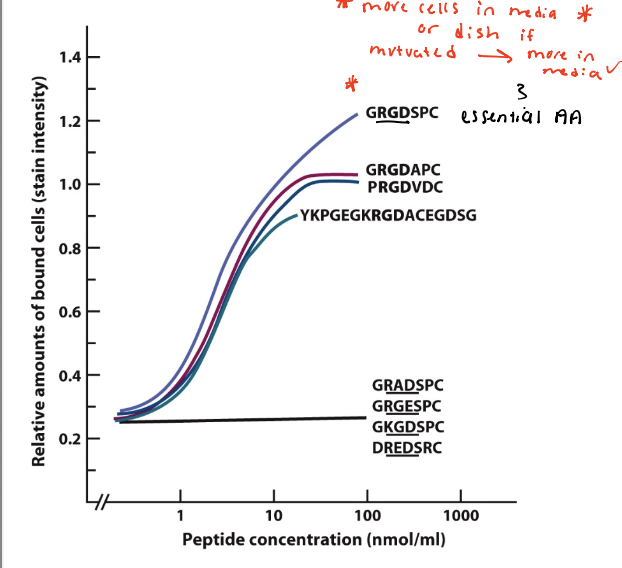 <p>Various peptide sequences with RGD or scrambled RGD synthesized chemically and plated on dishes </p><p>Cultured normal rat kidney cell allowed to adhere to the dishes for 30 minutes </p><ul><li><p><u>results</u> → <strong><em>cell adhesion increased above the background level with increasing concentration of peptides containing the RGD motif, but not for peptides with scrambled RGD </em></strong></p></li><li><p><u>conclusion</u> → <em><u>cell surface receptors (integrins) bind to RGD </u></em></p></li></ul><p></p>