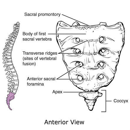 <p>What opening of Vertebral Column?</p>