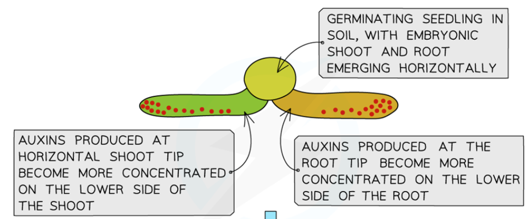 <p>The force of gravity causes the auxin to accumulate on the lower side of the root & shoot, meaning there is an uneven distribution of auxin</p>