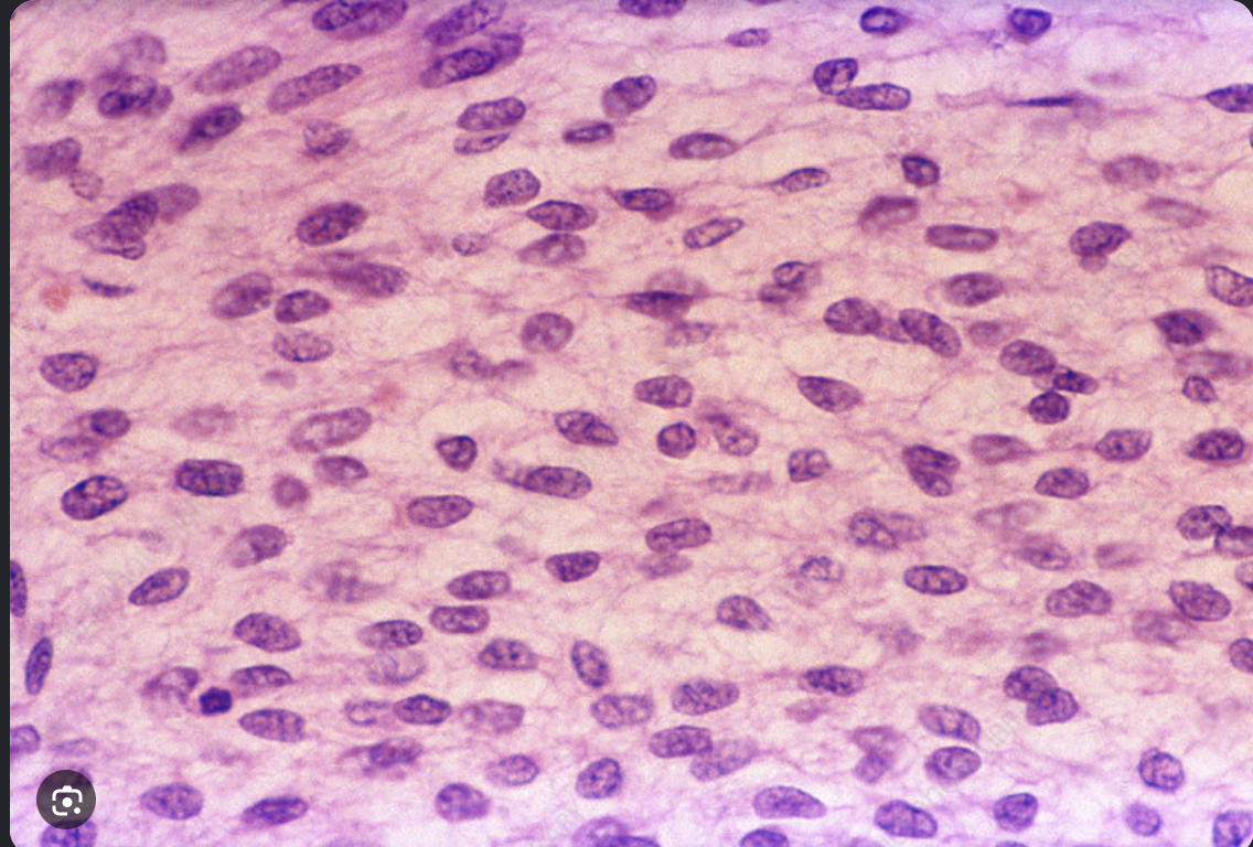 <p>What tissue is this? and where can you find it?</p>