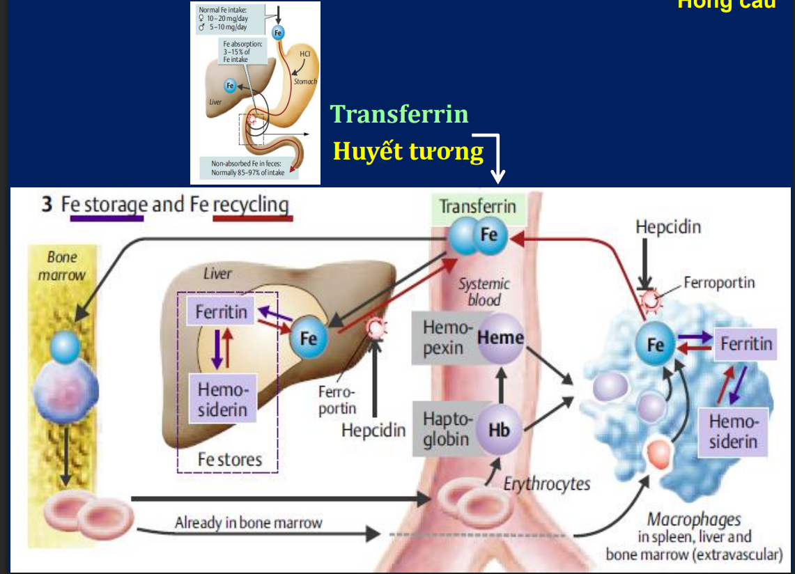 <p>Sắt dự trữ dưới 2 dạng:</p><p>-Ferritin-dạng hòa tan, dễ sử dụng</p><p>-Hemosiderin-dạng không hòa tan, được tạo ra khi Fe quá nhiều</p>