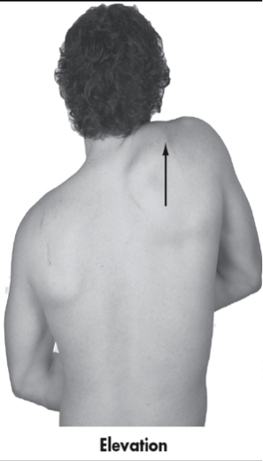 <p>Upward or superior movement, as in shrugging shoulders </p><p>Frontal Plane </p>