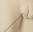 <p><strong>les organes génitaux</strong></p>
