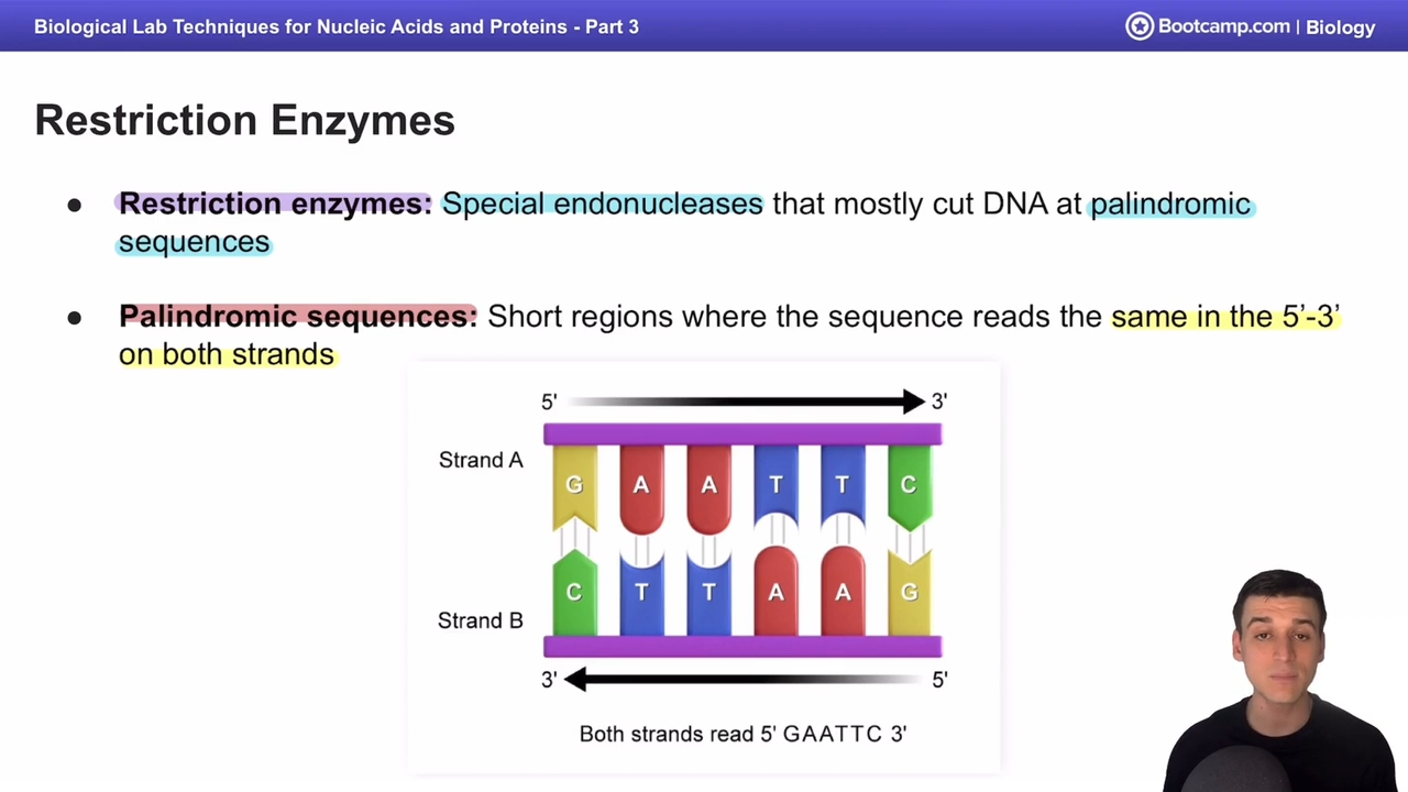 <p>Short regions where the sequence reads the same in the 5’-3’ on both strands </p>