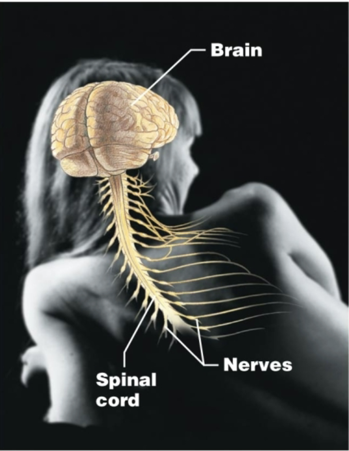 <p>Brain, spinal cord, nerves<br>Controls and responds quickly to changes in the body</p>