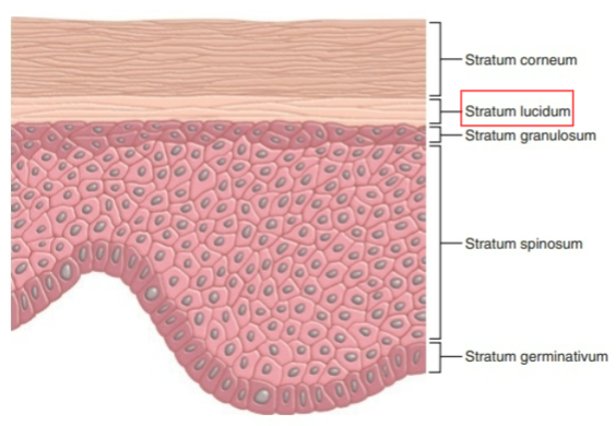 <ul><li><p>Only seen in thick skin</p><ul><li><p>It is superficial to (closer to body surface) stratum granulosum</p></li><li><p>It is deep to (farther away from body surface) stratum corneum</p></li></ul></li><li><p>Thick skin is present on the palms of the hands and the soles of the feet</p><ul><li><p>It does not have sebaceous (oil) glands or hair</p></li></ul></li></ul><p></p>