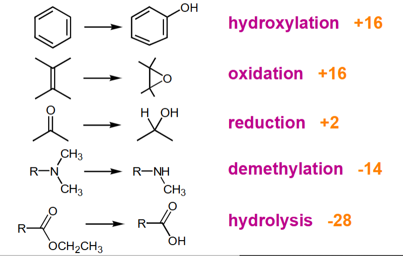 <p>Produces polar group or nucleophile ready for phase II</p><ul><li><p>Right hand side is more hydrophilic</p></li><li><p>+ or - is for addition or loss of proton (using atomic mass)</p></li></ul><p></p>