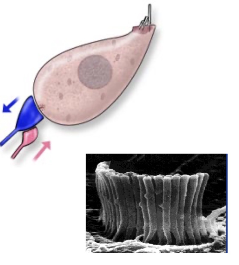 <p><span><span>Inner Hair Cells (IHCs)</span></span></p>