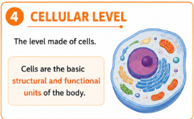 <p>The level made of cells. Cells are the basic structural and functional units of the body.<br>Example: A muscle cell is part of the cellular level.</p>