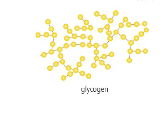 <p>Animals store this as energy, it is a polysaccharide made of glucose monomers that are bonded in a very similar pattern as amylopectin 1-6 linkages. </p>