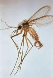 <ul><li><p>sandfly </p></li><li><p>causes Leishmaniasis</p></li></ul><p></p>