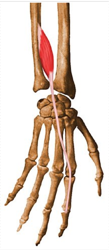 <p>Extension of index finger </p><p>O - Posterior surface of distal 1/3 of ulna </p><p>I - Extensor expansion of index finger </p>