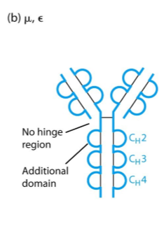 <ol><li><p>IgM</p></li><li><p>IgE</p></li></ol><p></p>