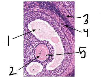 <p>What is the overall structure?</p>