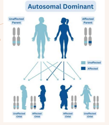<p>An individual will only need to get an abnormal gene from ONE parent to inherit the disease.</p><p>(50% chance of the child getting the gene)</p>