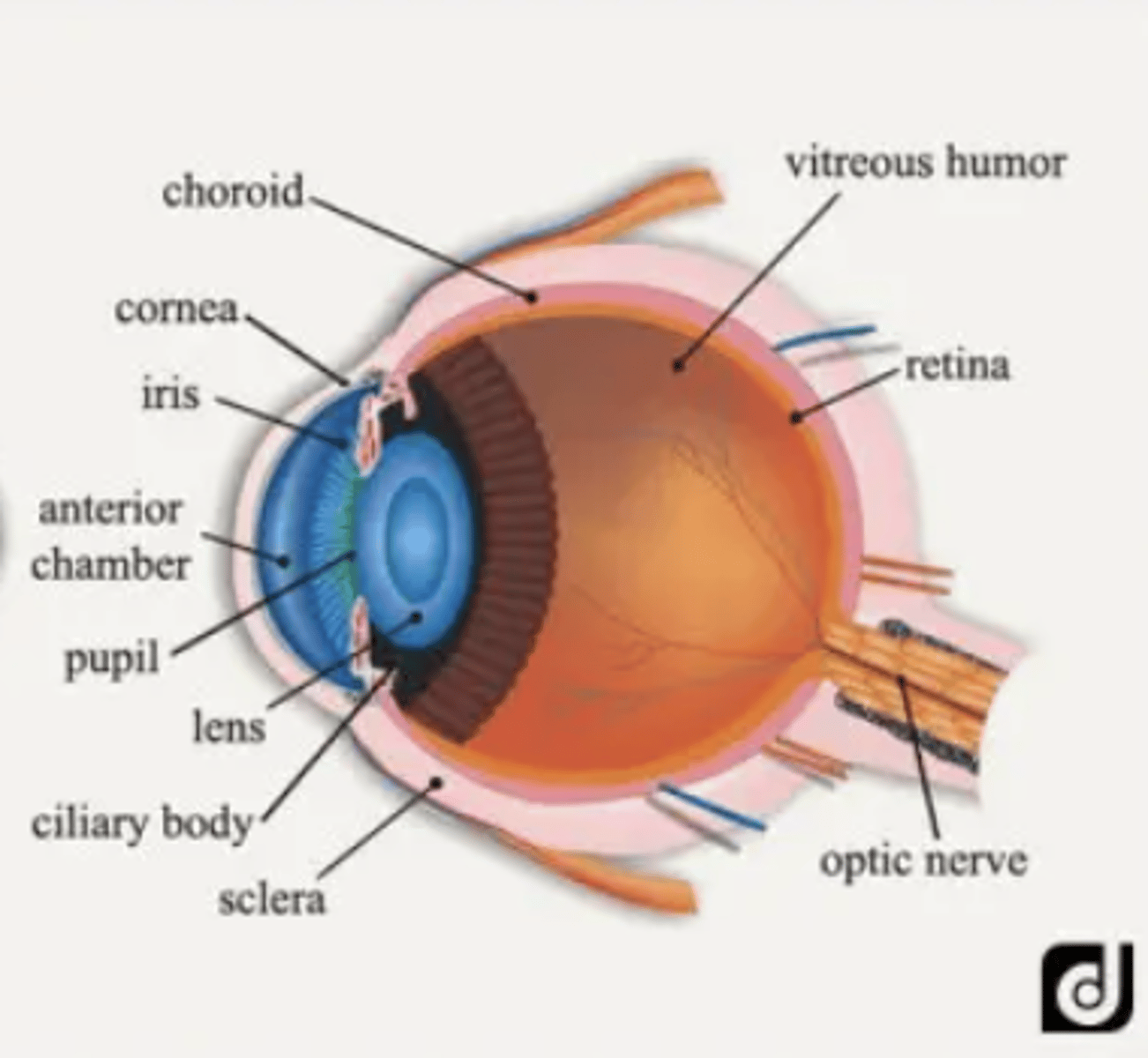 <p>What is the vitreous humor and what is its function?</p>