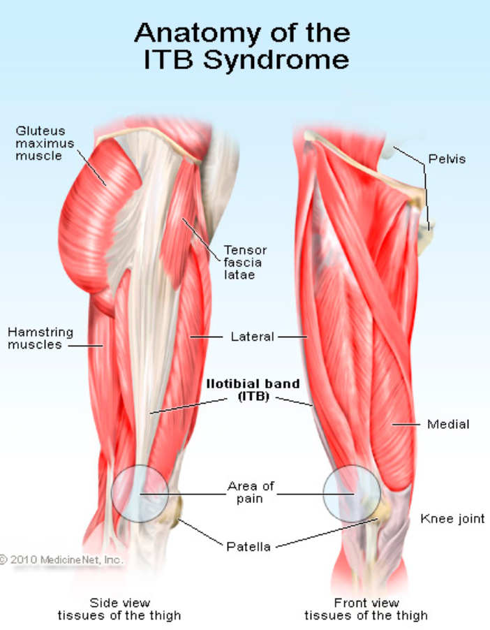 <p>Covers trochanteric bursa</p><p></p><p>Tensor fascia latae</p><p>Gluteus maximus</p>