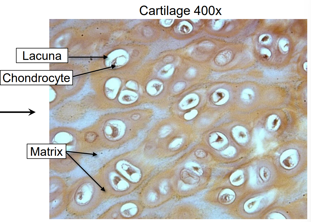 <p>Flexible connective tissue that provides support and cushioning in structures like the nose, ears, and joints.</p>