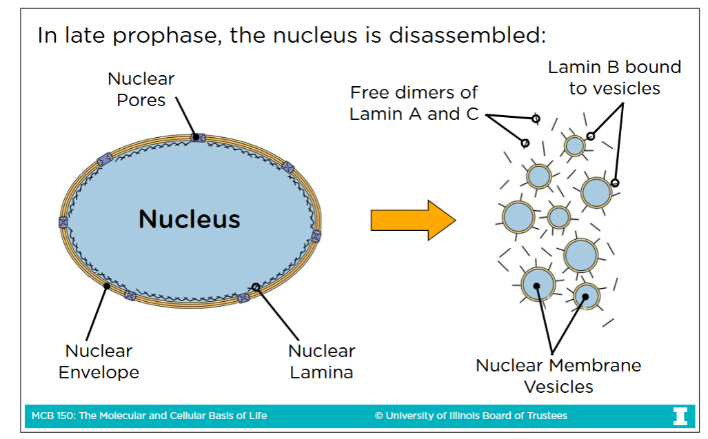 <p>A system of rope-like proteins fibers</p><ul><li><p>During late prophase, the nuclear lamina is broken via phosphoralyation in order to disassemble the nucleus</p></li></ul><p></p><ul><li><p><strong>Phosphoralyation</strong> breaks the lamina because adding the negatively charged phosphate group causes the laminas to lose their affinity for each other</p></li></ul><p>(What you do in late porphase, you undo in telephase so you <strong>dephosphorylate</strong> them to form the nucleus once again)</p><p></p>