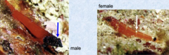 <p>Pygmy dark-faced blenny</p>