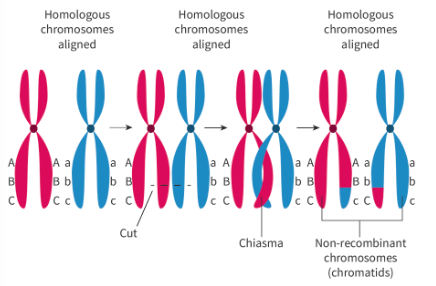 <ol><li><p>crossing over</p></li></ol><ul><li><p>in prophase I:</p><ul><li><p>may occur several times in the same bivalent</p></li><li><p>occurs at different places each time meiosis occurs</p></li><li><p>happens anywhere along chromosome</p></li><li><p>sister chromatids no longer genetically identical —→ gamete inherits diff. combinations of alleles</p></li></ul></li></ul><ol start="2"><li><p>random orientation/independent assortment</p></li></ol><ul><li><p>in metaphase I or II:</p><ul><li><p>homologous chromosomes line in equator and are orientated randomly (position don’t matter)</p></li></ul></li></ul><ol start="3"><li><p>random fertilisation</p></li></ol><ul><li><p>the randomness of which egg/sperm fuse</p></li></ul><p></p>