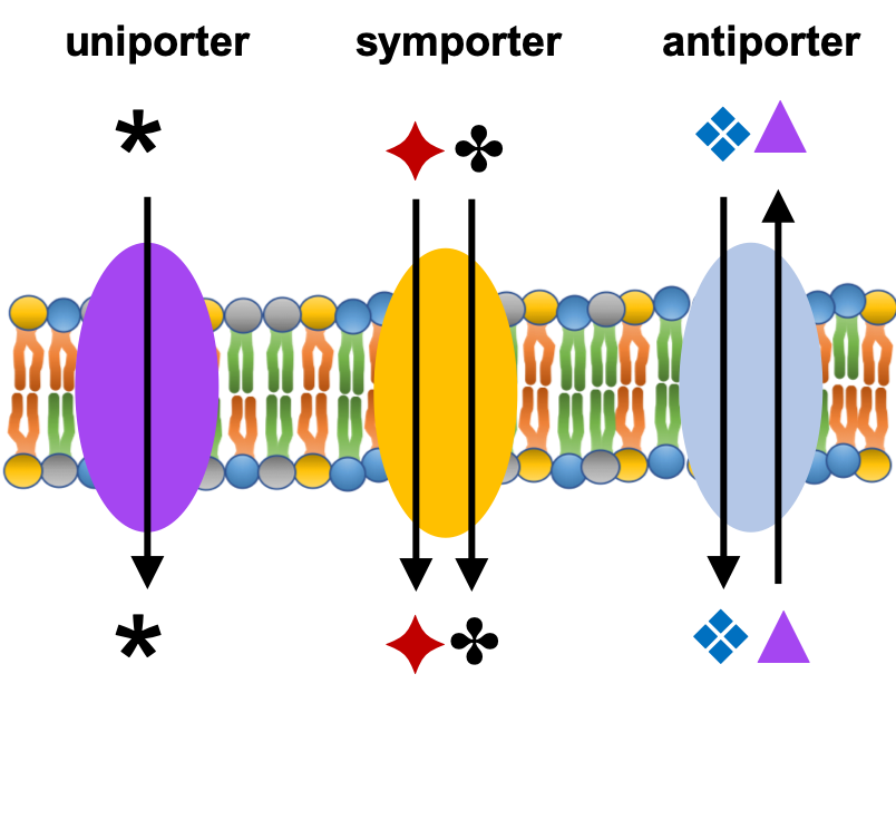 <p>the movement of 2 molecules in opposite directions across the membrane</p>