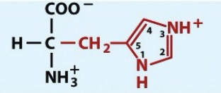<p>pH 6.04</p><p>positively charged</p>