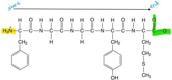 <p>start with N-terminus and end with C-terminus </p>