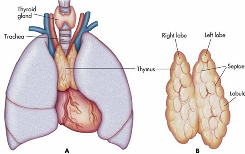 <p>• Located in the chest just above the heart and just behind the sternum. </p><p>• It is large in infants and children and begins to shrink after puberty </p><p>• Secretes a group of hormones called thymosins</p><p> • Function of Thymosins-Influence the maturation of disease fighting white blood cells called T lymphocytes</p>