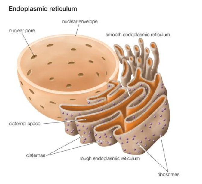 <ul><li><p>organized into branching tubules and flattened sacs that extend through the cytoplasm tubules and interconnect so the membrane forms a continuous sheet</p></li><li><p><mark data-color="yellow" style="background-color: yellow; color: inherit;">lumen</mark>: membrane that encloses a single internal space</p></li></ul><p></p>