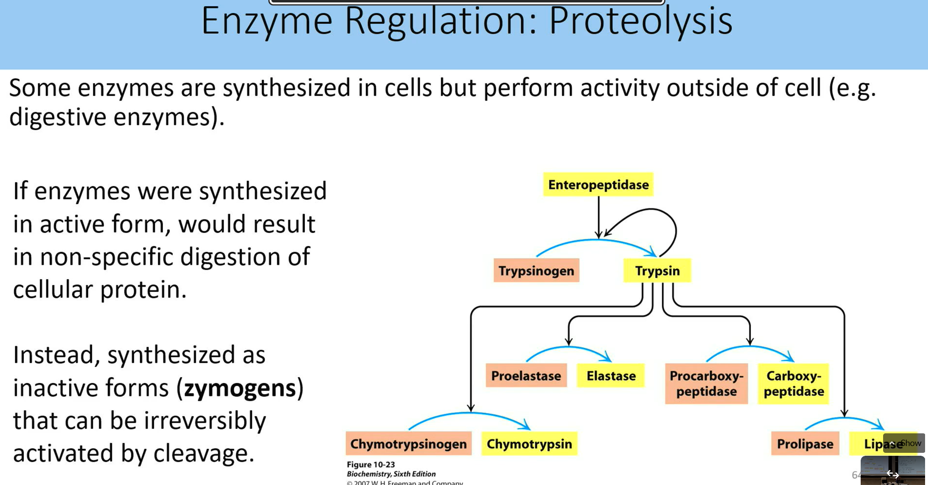 <p>to prevent non specific digestion of cellular protein</p><ul><li><p>synthesized as inactive forms (zymogens) that can be irreversibly activated by cleavage</p></li></ul><p></p>