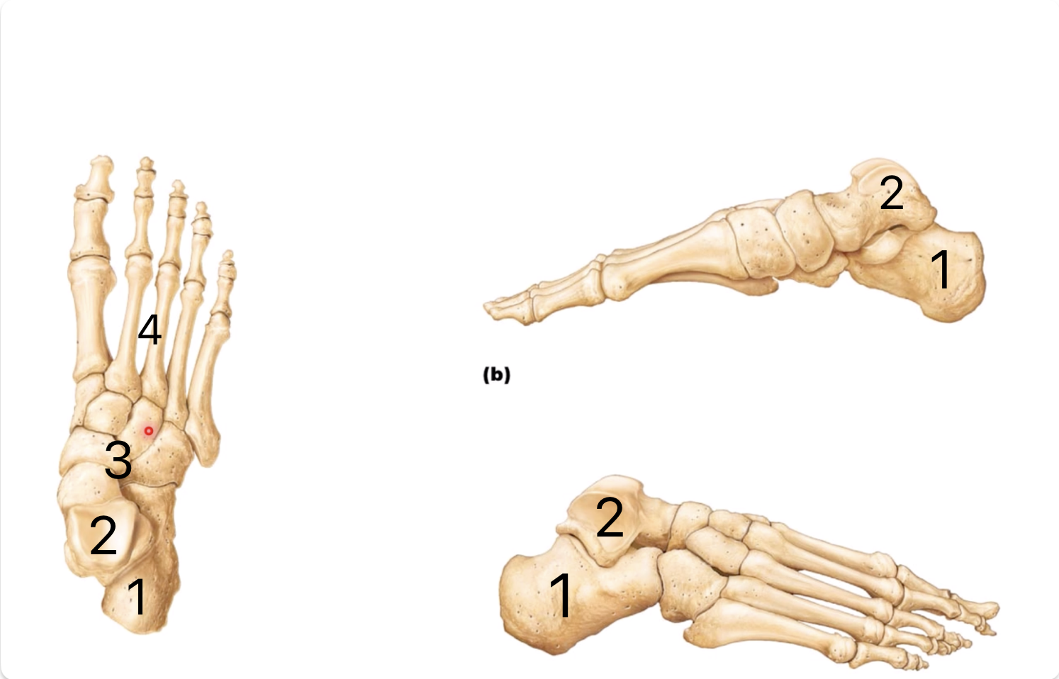 <p>1 - Calcaneus</p><p>2 - Talus</p><p>3 - Tarsals</p><p>4 - Metatarsals</p>